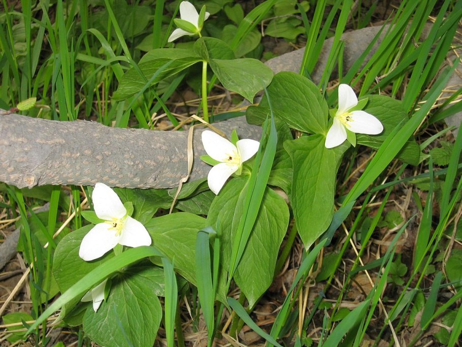 Trillium chloropetalum
