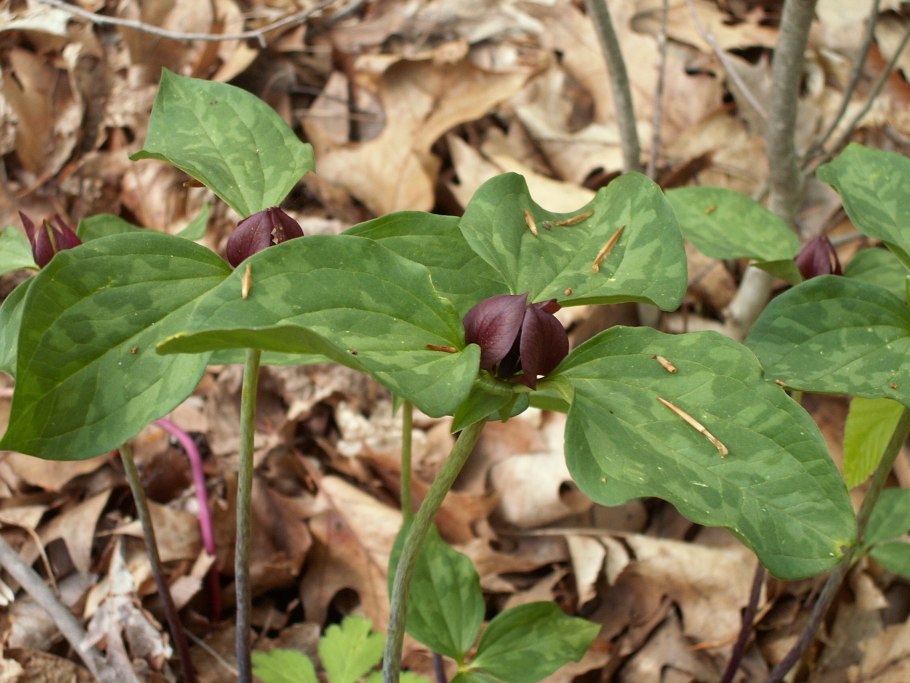 Триллиум зеленолепестный (Trillium chloropetalum) Альбидум