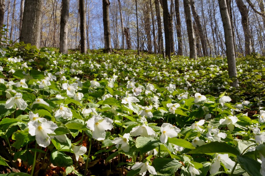 Trillium pusillum