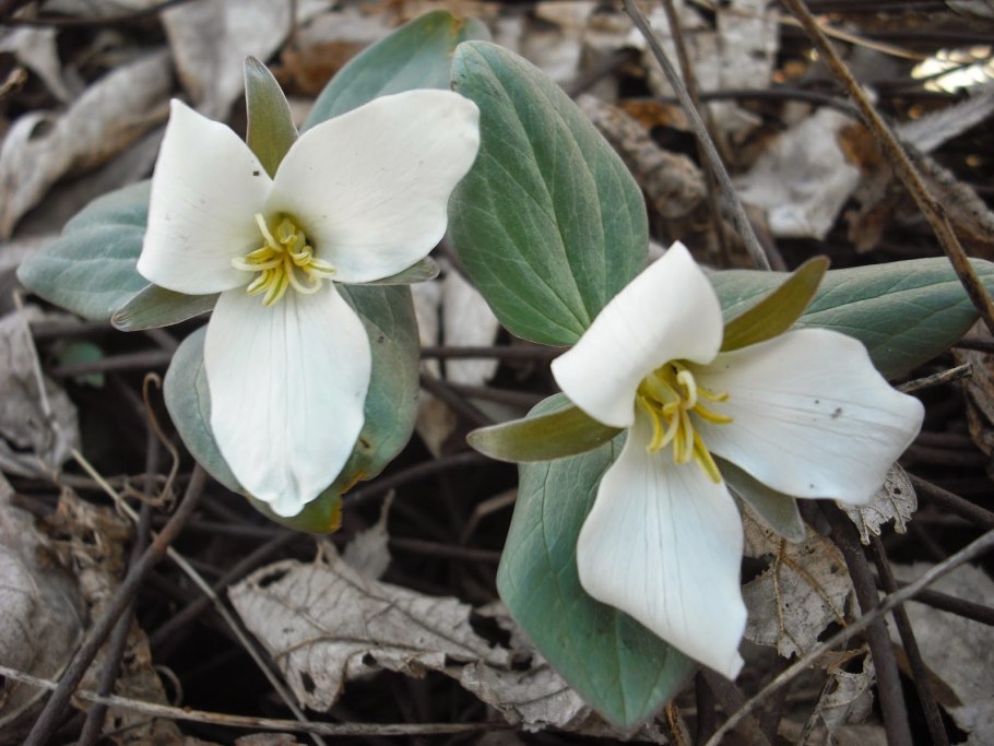 Триллиум Чоноски Trillium tschonoskii