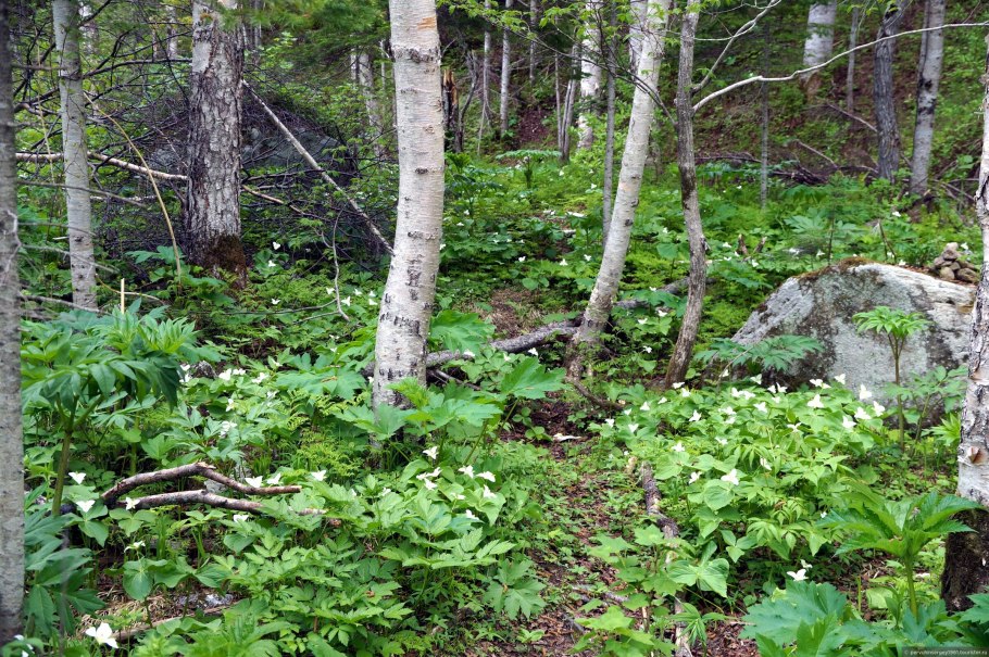Trillium camschatcense
