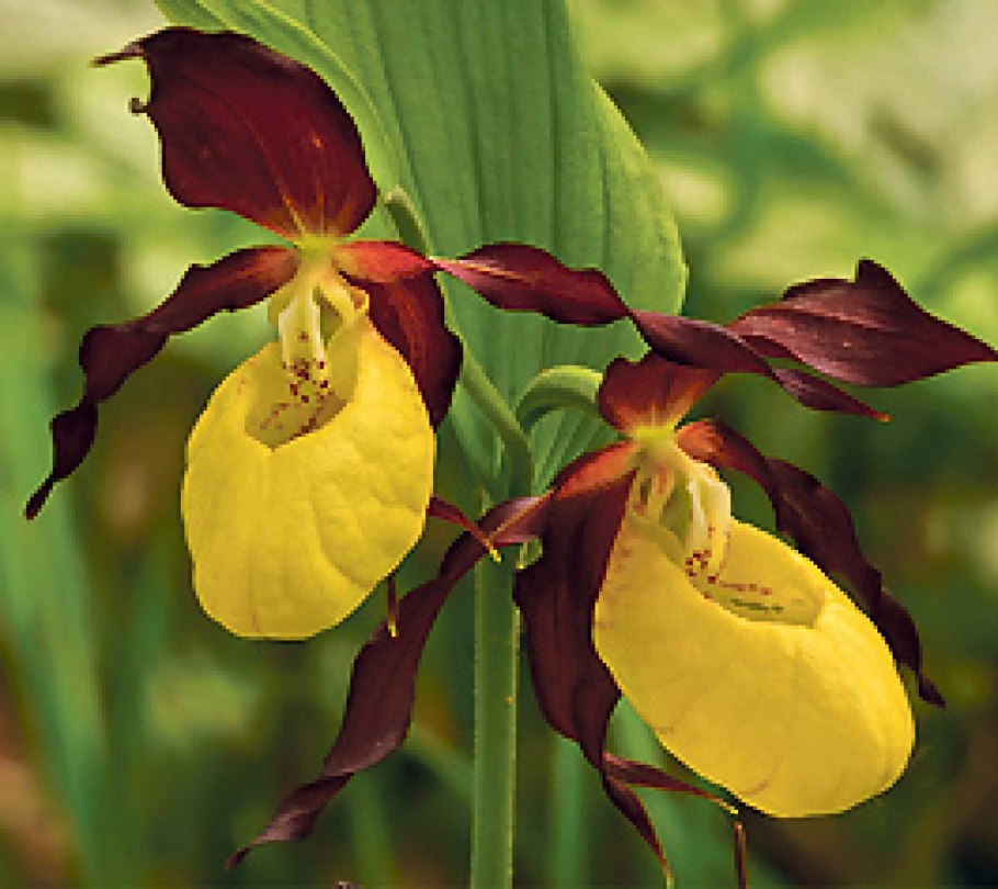 Растение Венерин башмачок