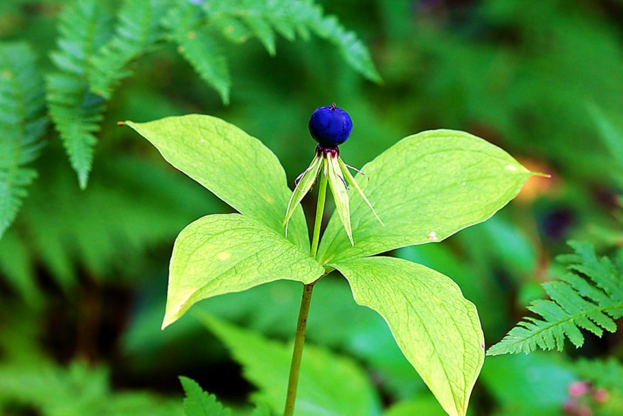 Paris quadrifolia l. Вороний глаз четырёхлистный