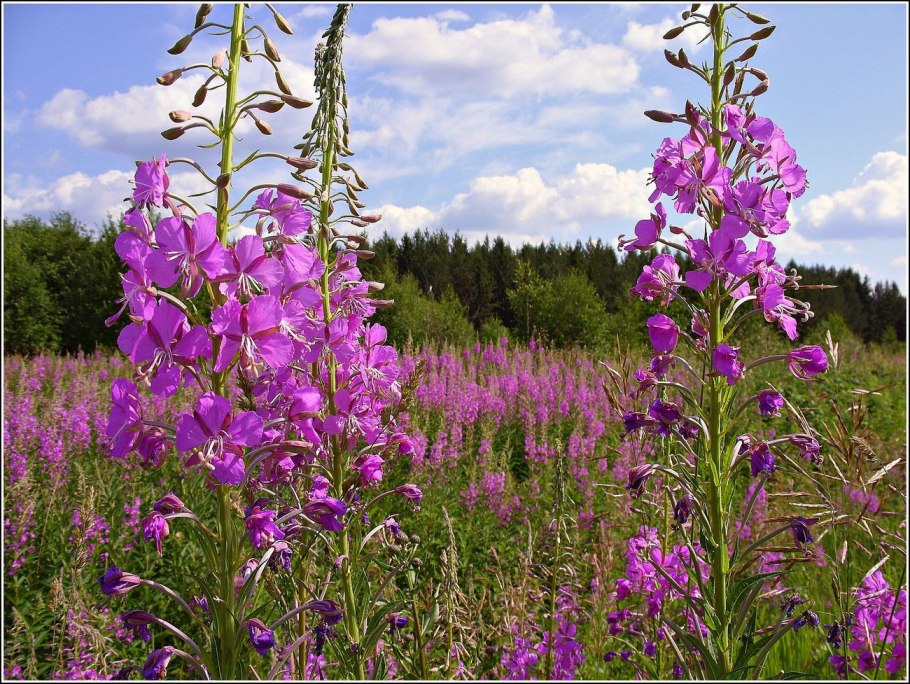 Лотос орехоносный красная