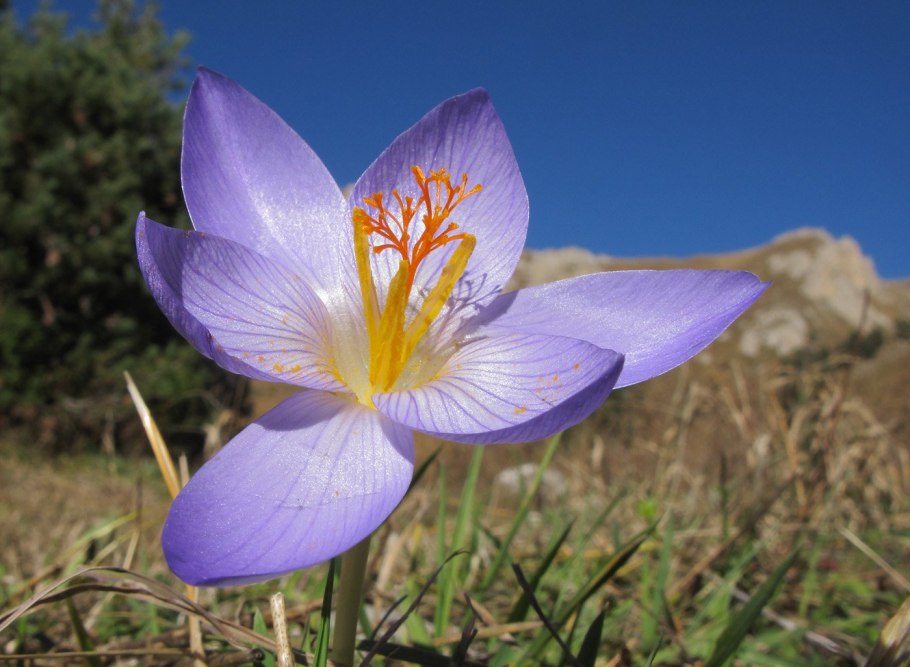 Crocus speciosus