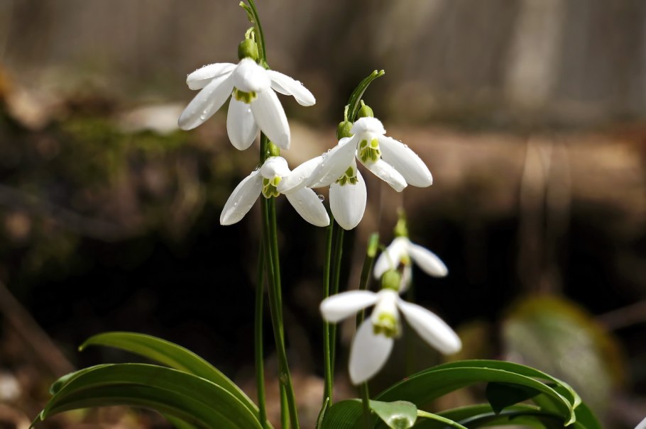 Растения леса