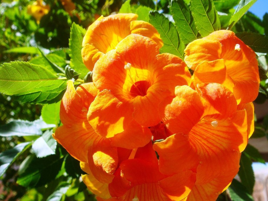 Текома кампсис