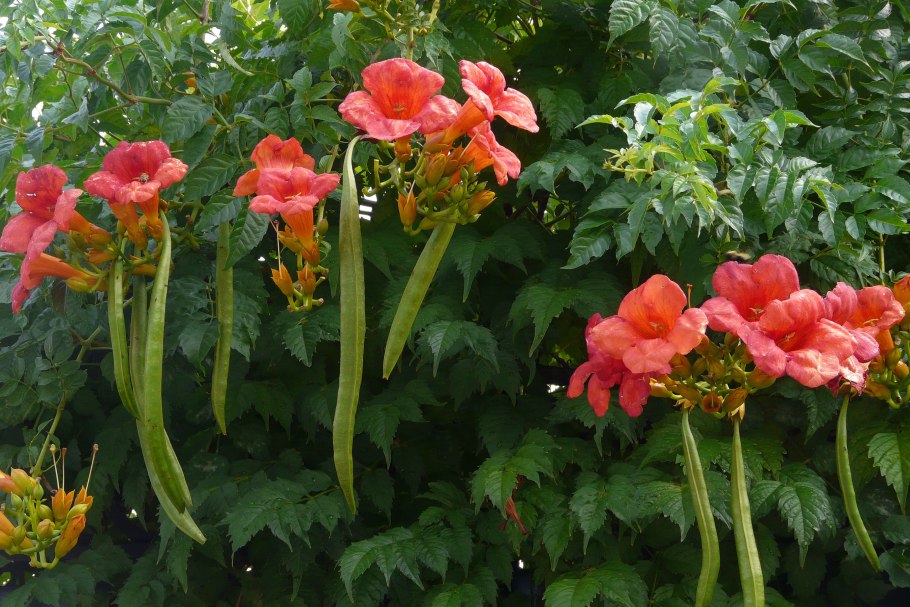 Campsis x tagliabuana