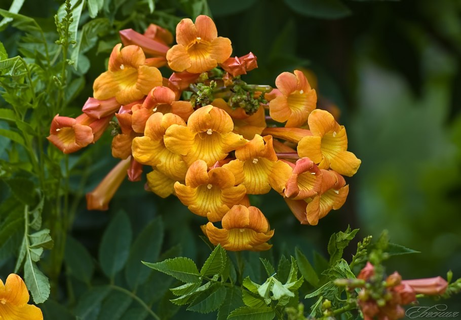 Кампсис комнатный