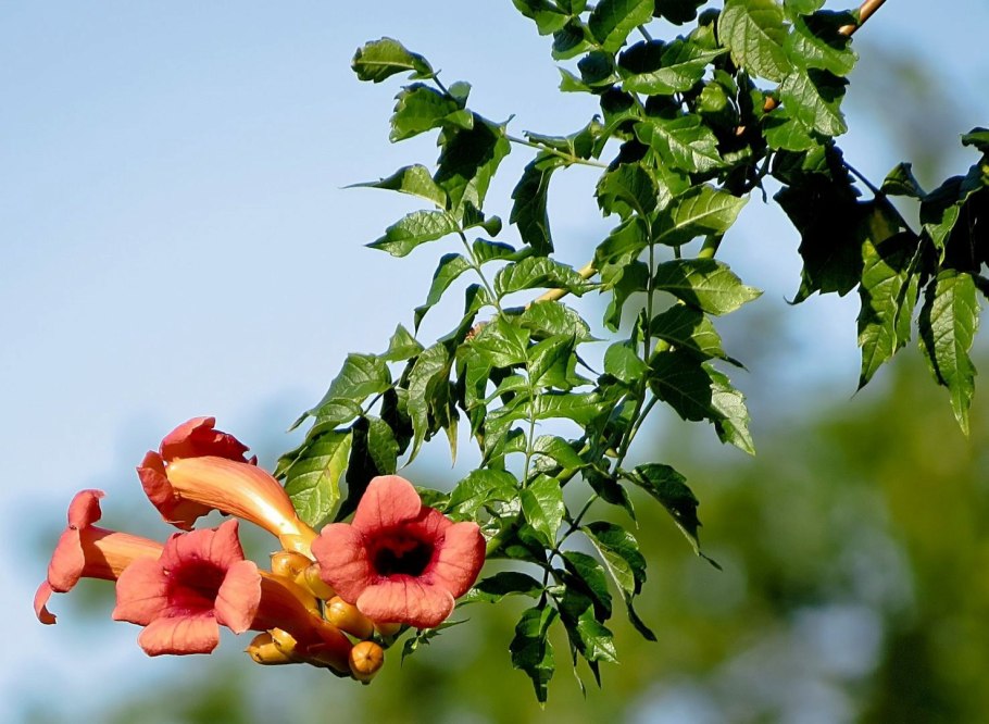 Текома кампсис