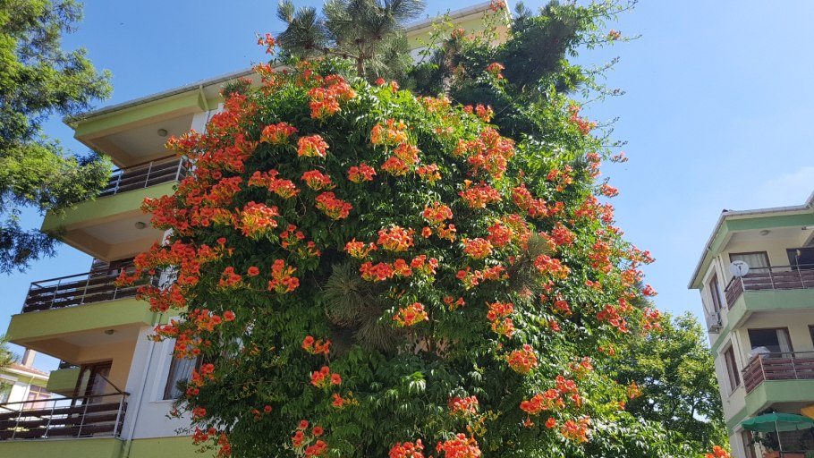 Кампсис укореняющийся Габор