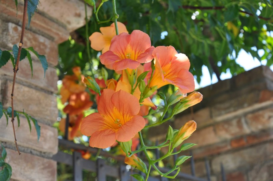 Текома кампсис