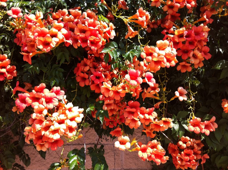 Кампсис Оранджейд