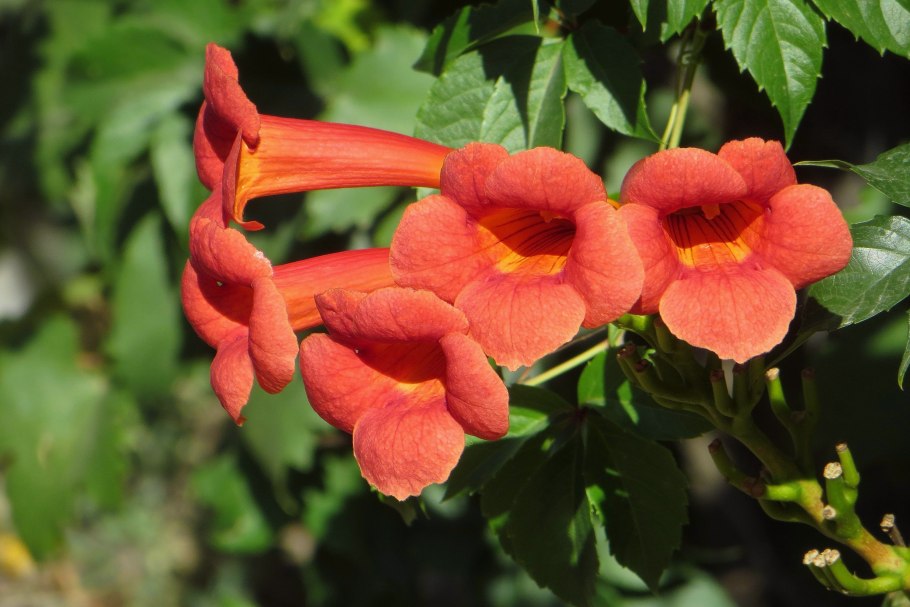 Кампсис Джуди