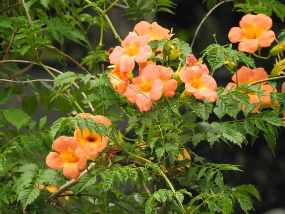 Кампсис крупноцветковый (китайский)