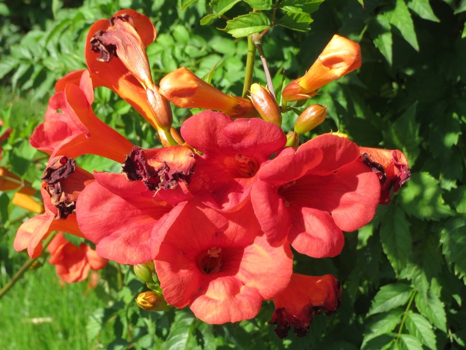 Разновидность кампсисов