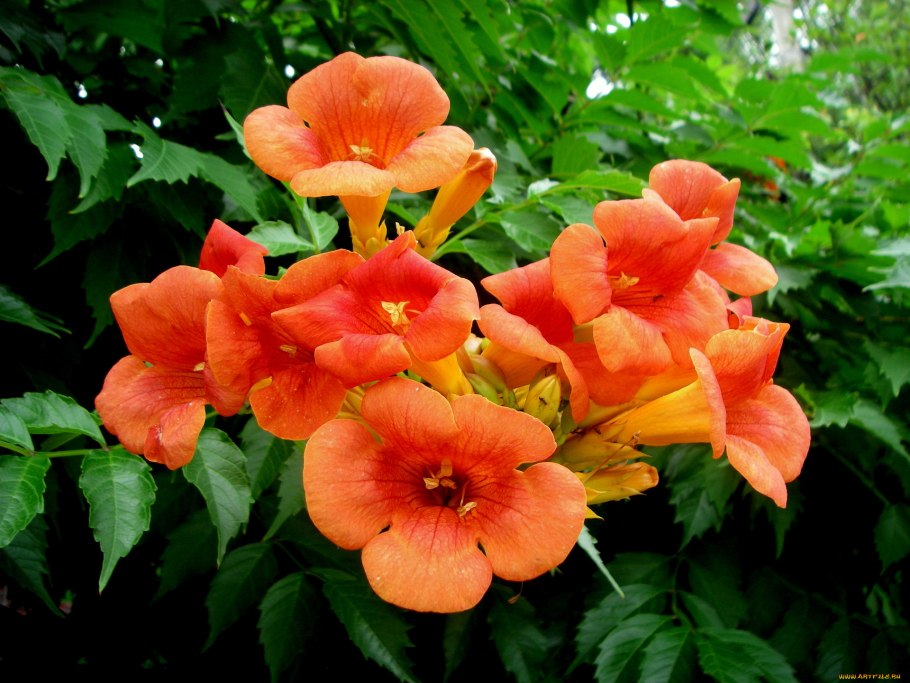 Лиана текома кампсис