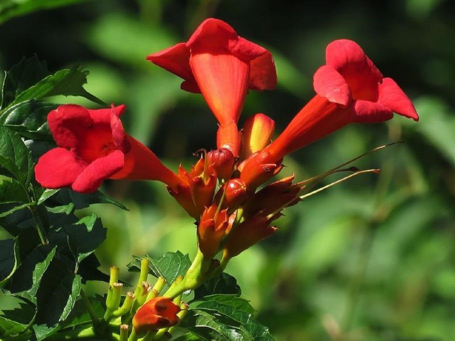 Кампсис грандифлора Campsis