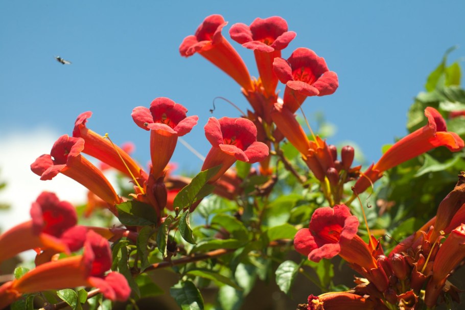 Текома кампсис