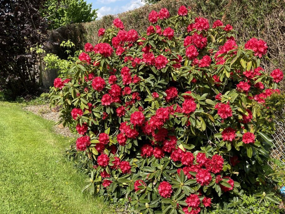 Рододендрон катевбинский