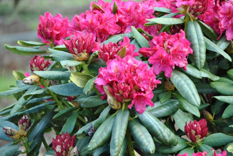 Rhododendron Yaku Princess