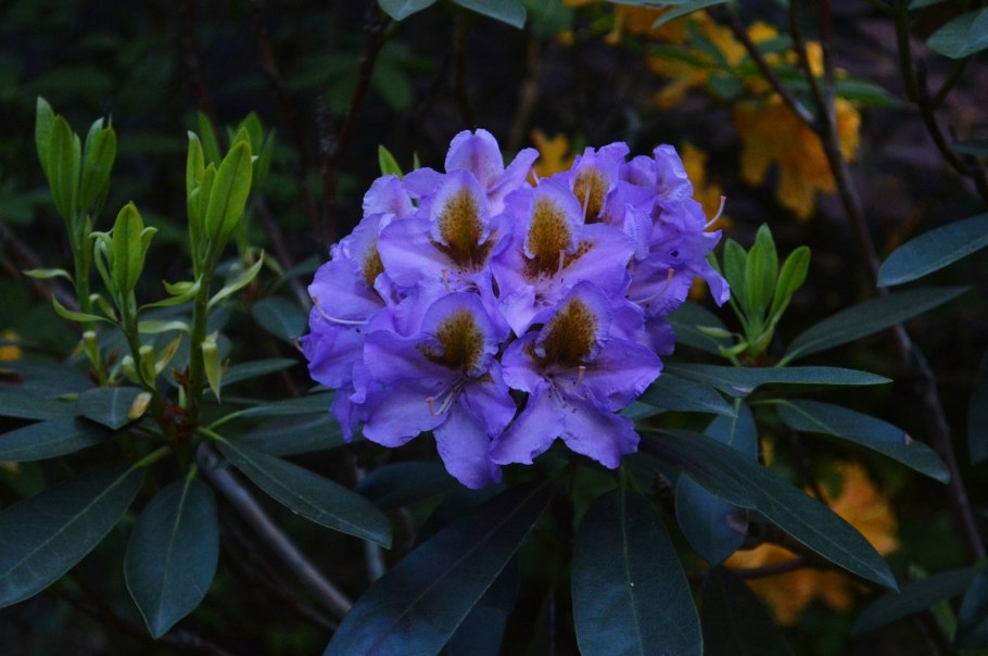 R.smirnowii (рододендрон Смирнова)