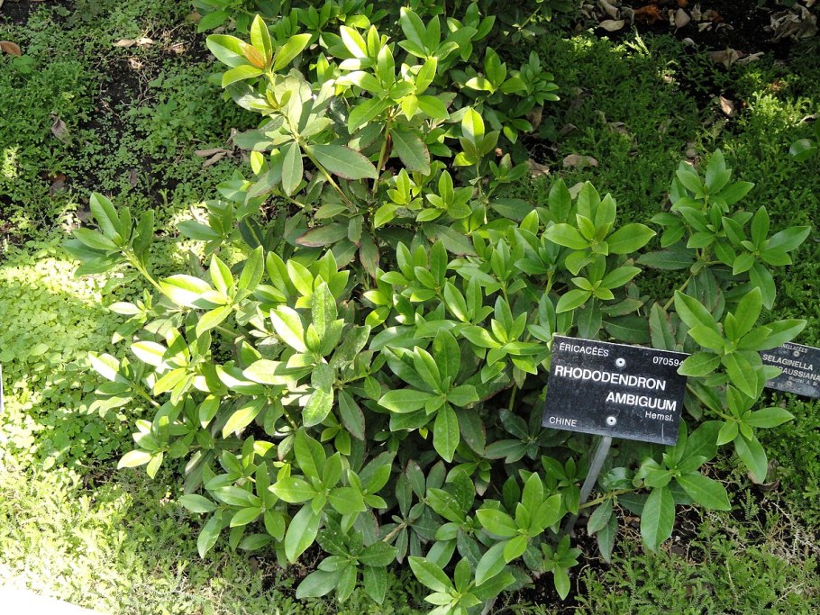 Рододендрон Голд Форд