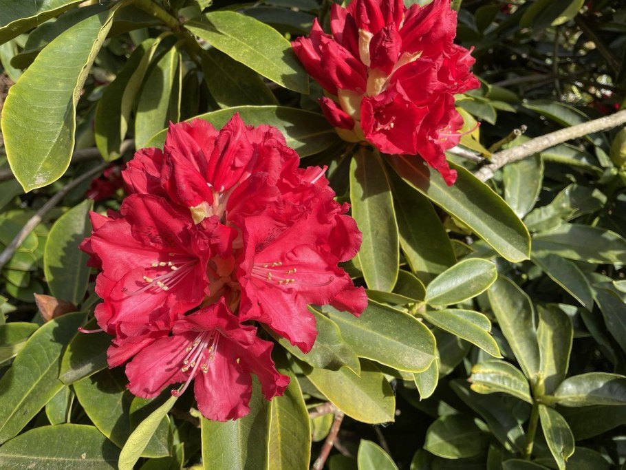 Рододендрон Гаага