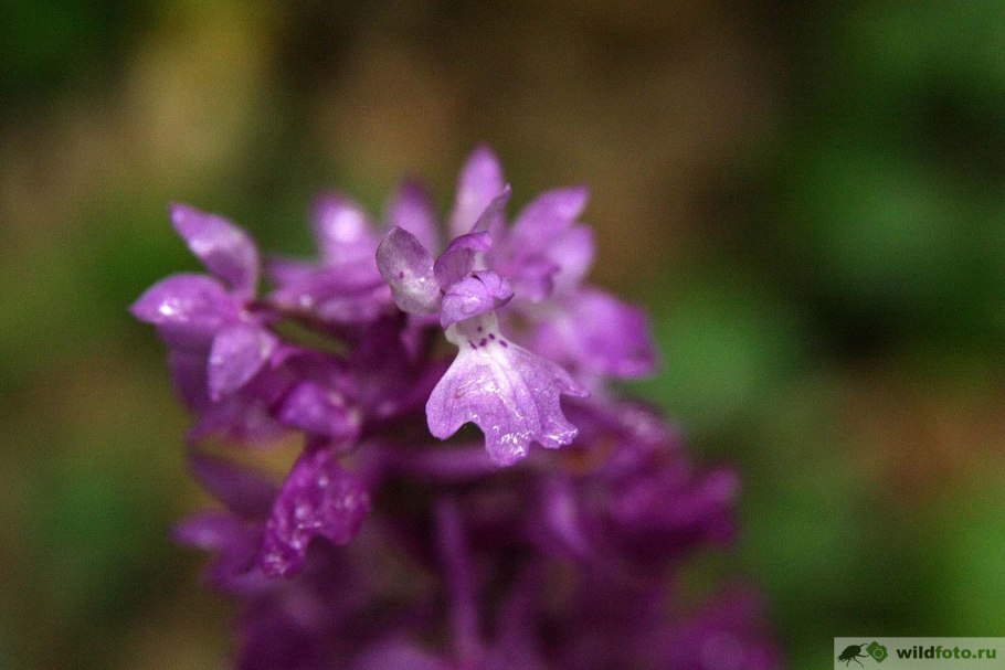 Дремлик кавказский