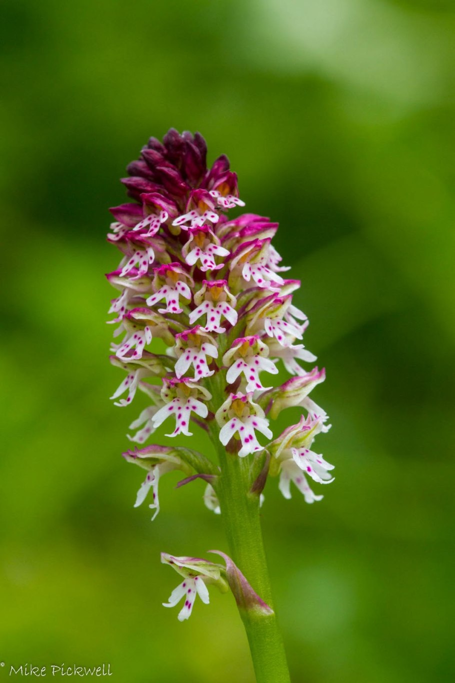 Orchis pauciflora