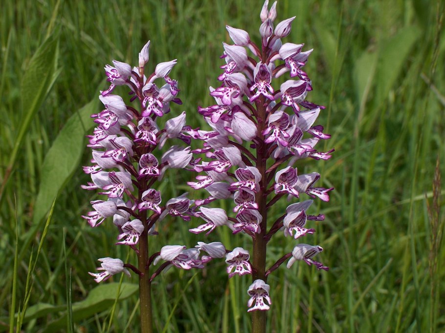 Orchis latifolia фото
