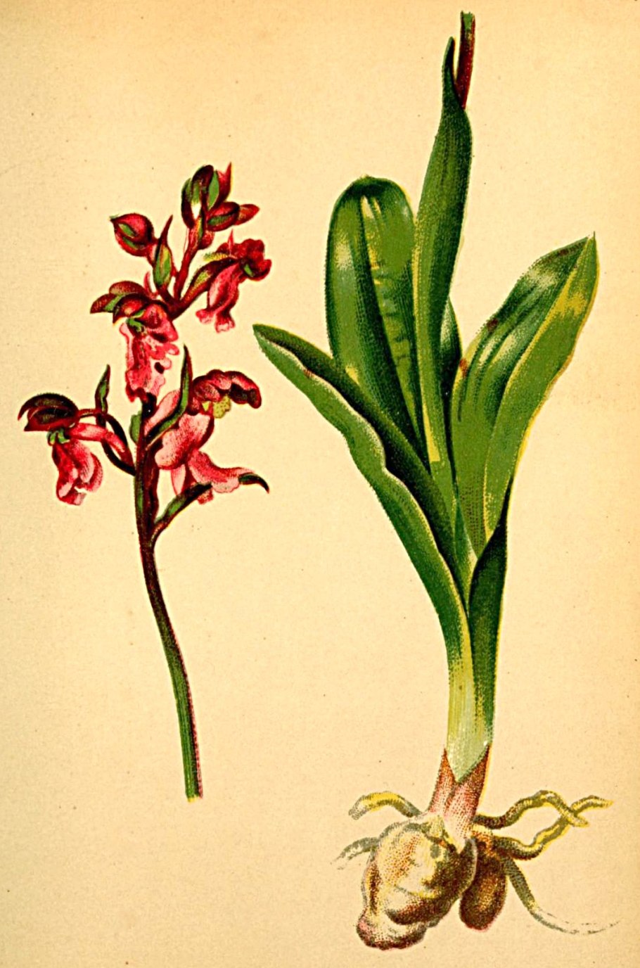 Северная Орхидея ятрышник