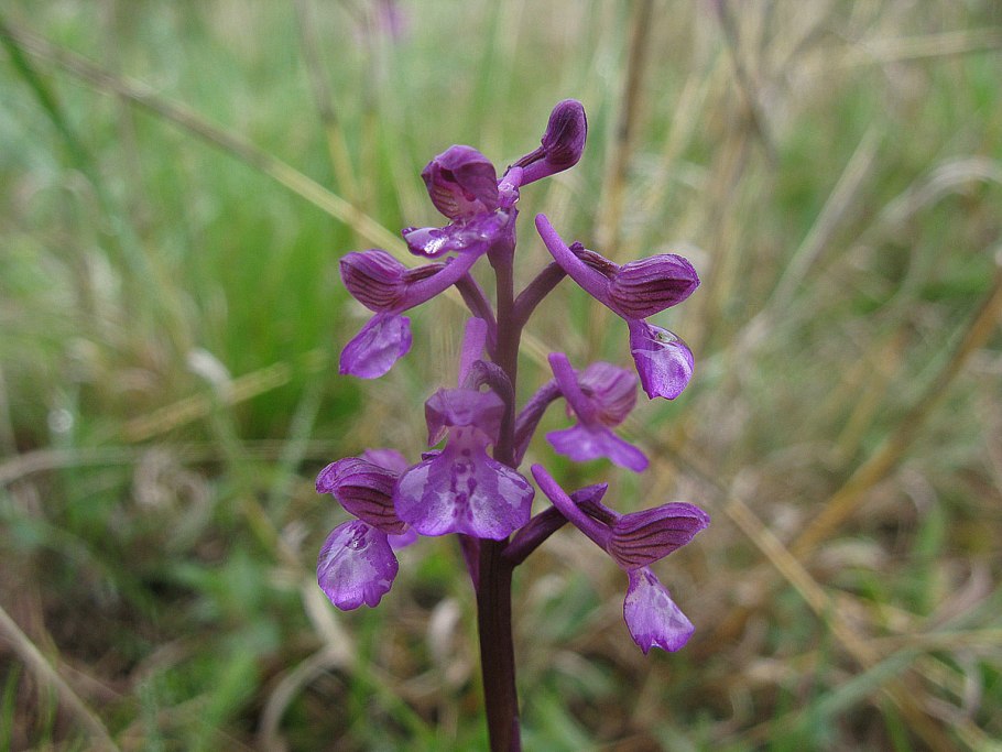 Ятрышник шлемоносный