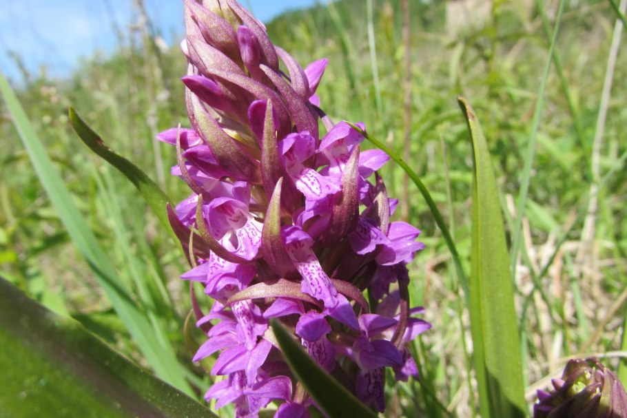 Ятрышник трехзубчатый Orchis tridentata