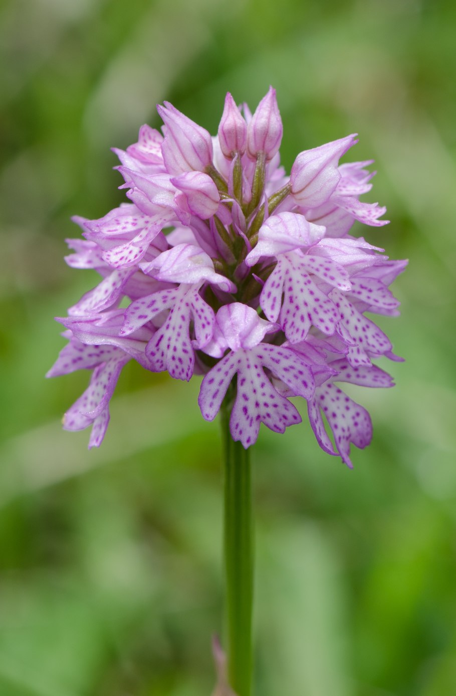 Orchis militaris l.