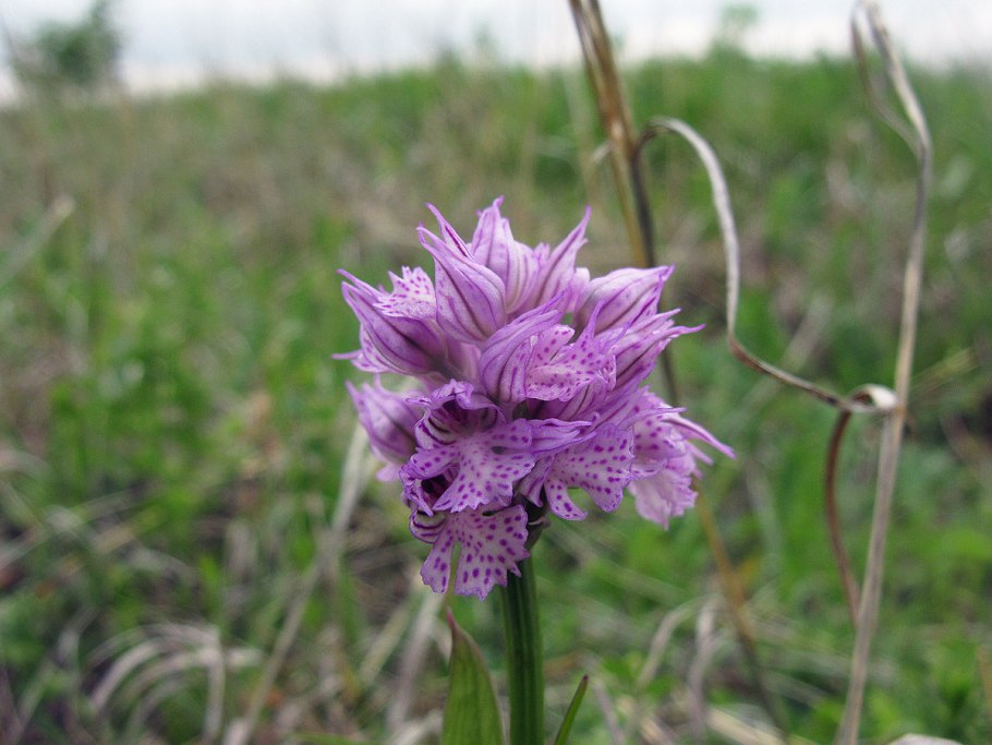 Ятрышник шлемоносный белый