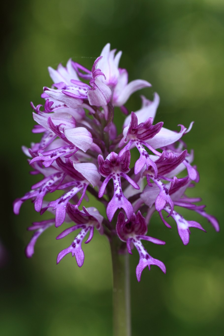 Orchis ustulata