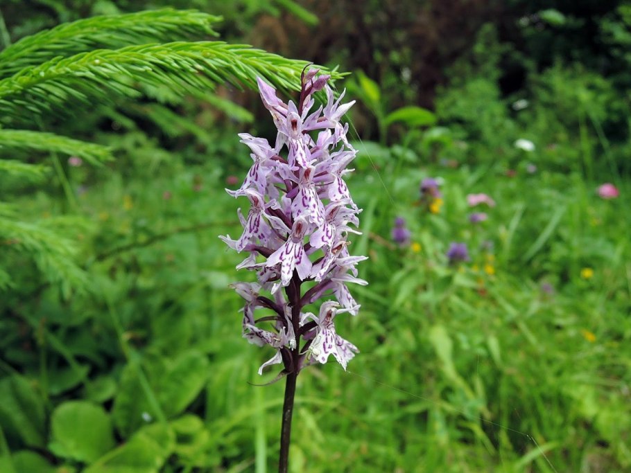 Крымский женьшень ятрышник