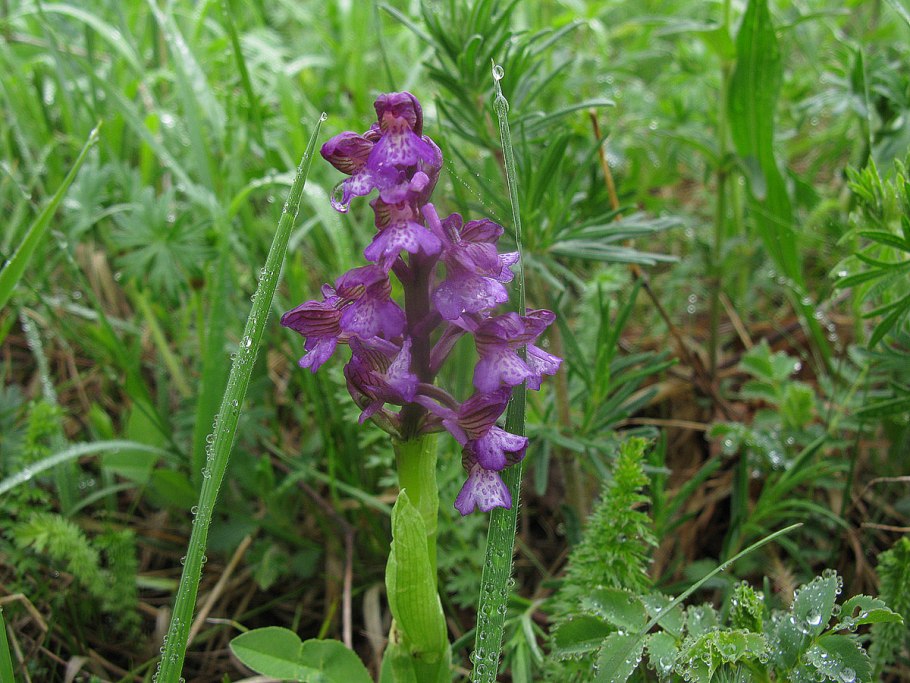 Ятрышник пурпурный