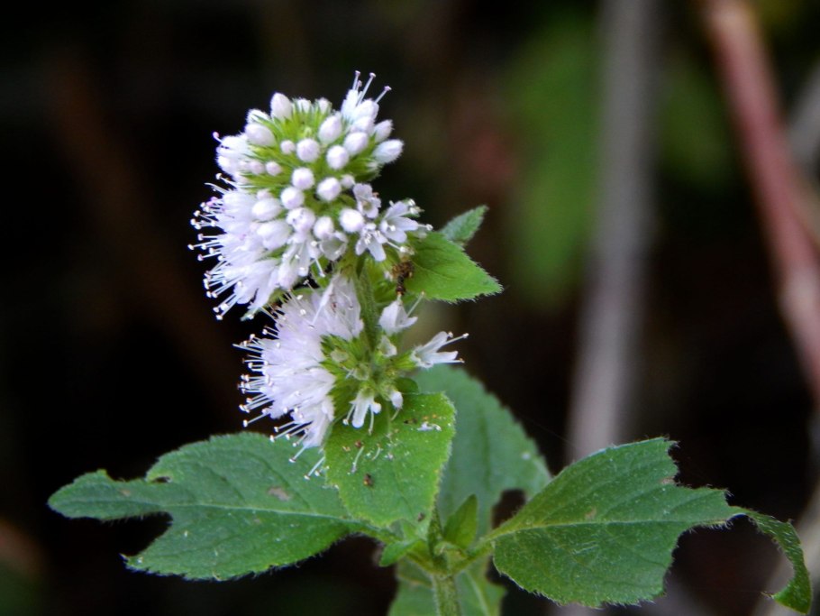 Мята круглолистная Апфелминце