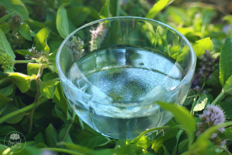 Мята Акватика