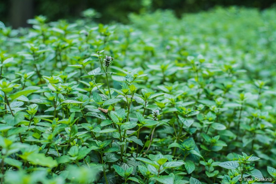 Аромат мяты