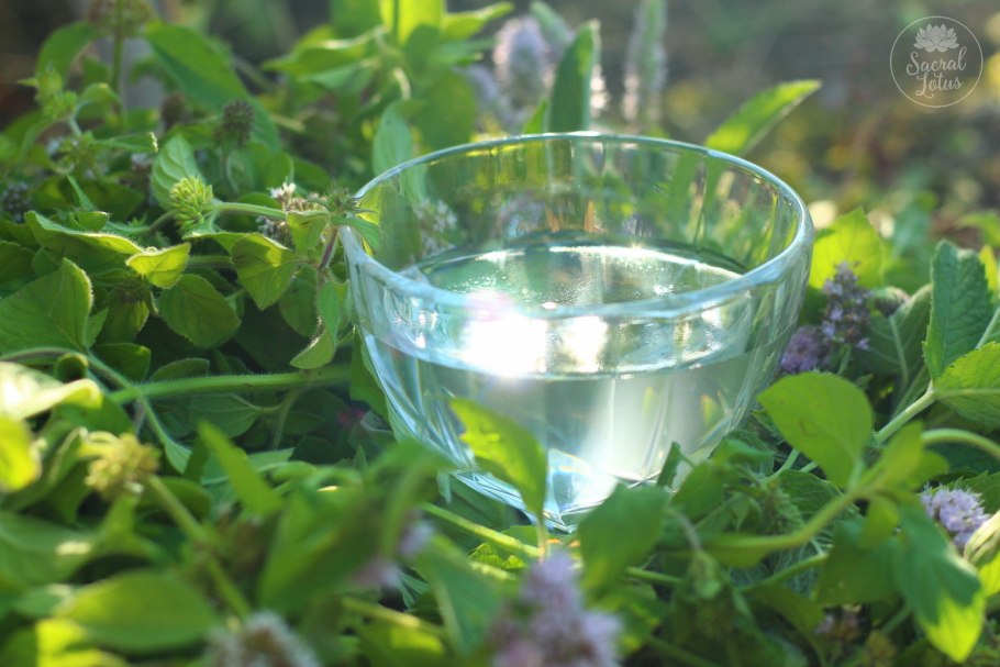 Мята Lemon, укорененные черенки