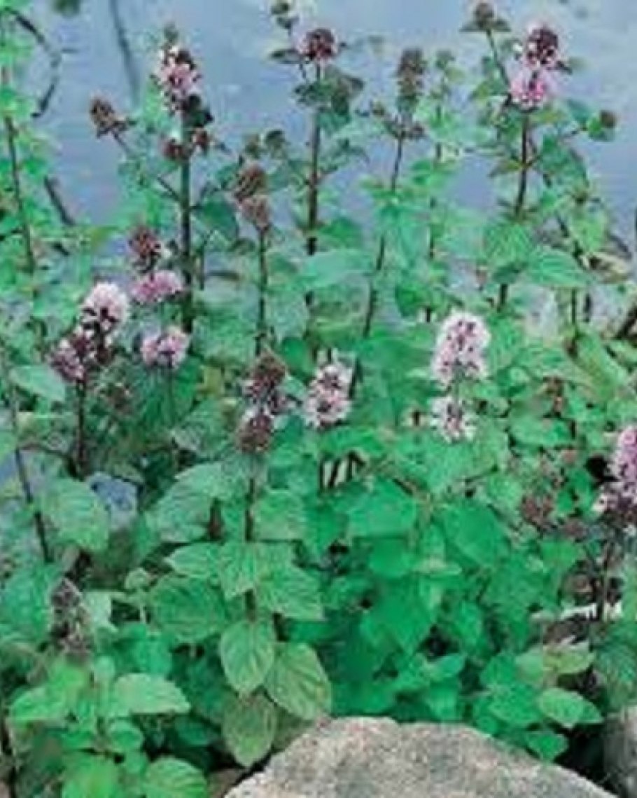 Мята Акватика