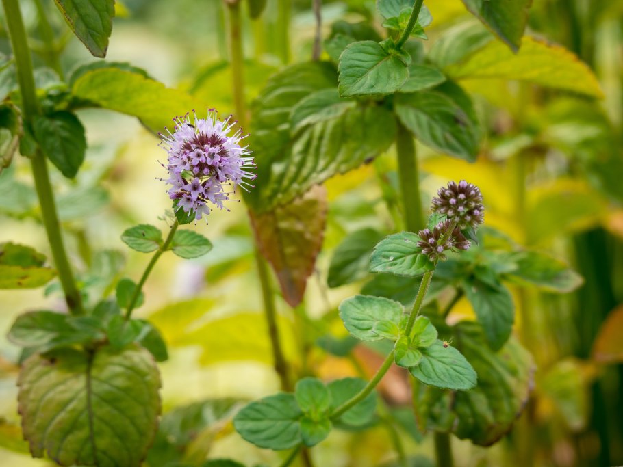 Гидролат "мята"