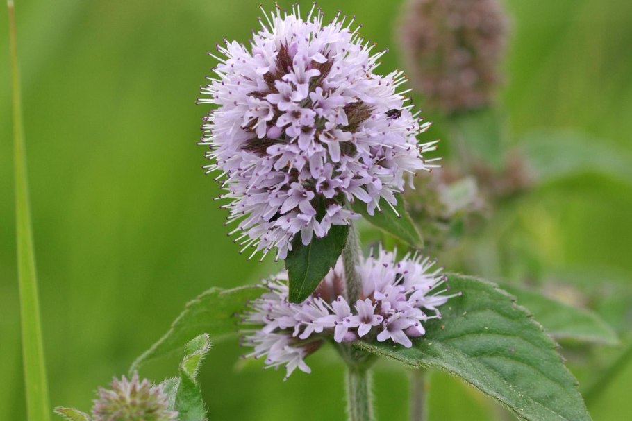 Мята Марокканиш Минце