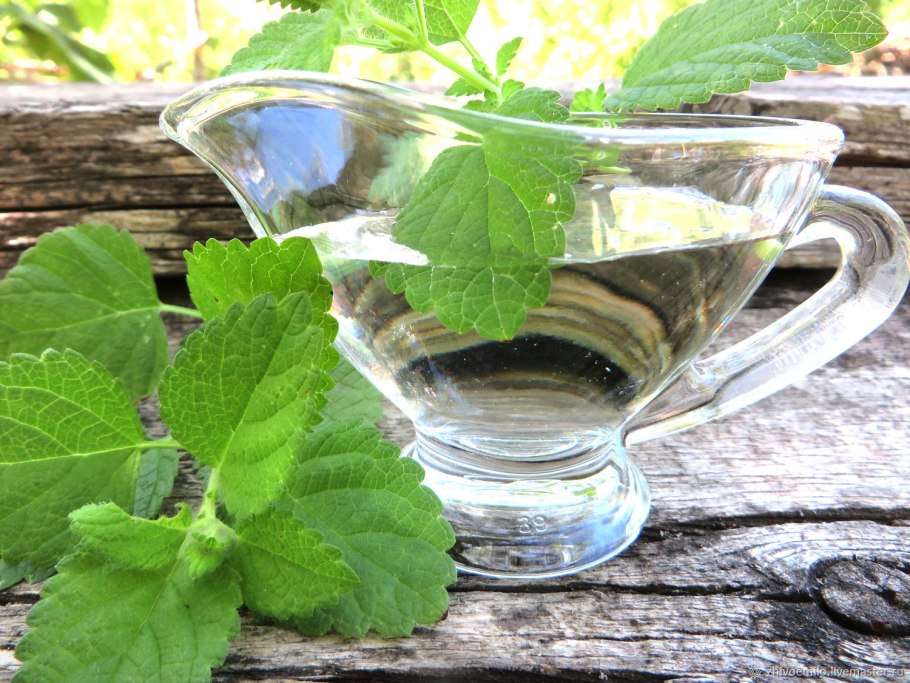 Мята у реки