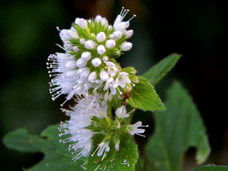 Мята водная - Mentha Aquatica