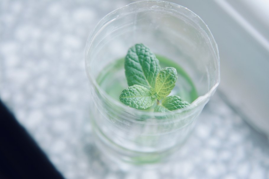 Мята водная - Mentha Aquatica