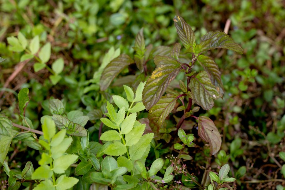 Мята Mentha Aquatica